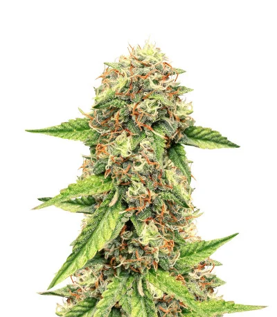 Auto Colorado Cookies fem