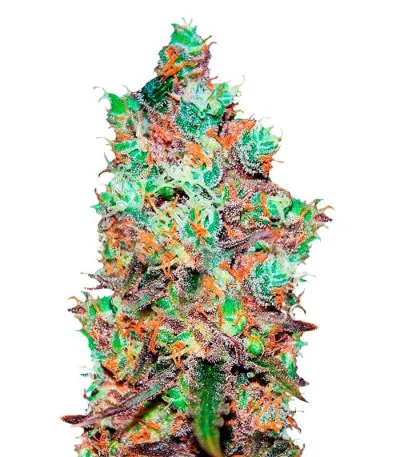 Cotton Candy Kush fem