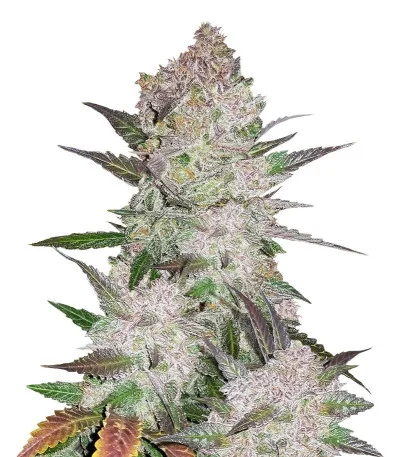 Cream Cookies Auto fem