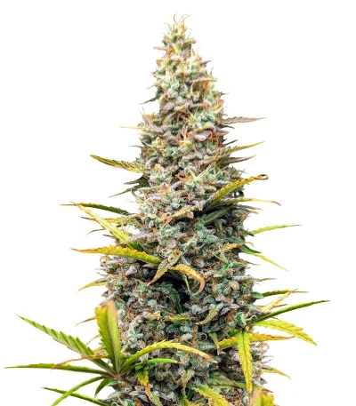 Crime Caramel 2 Auto fem