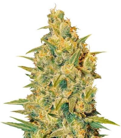 Critical Sensi Star fem