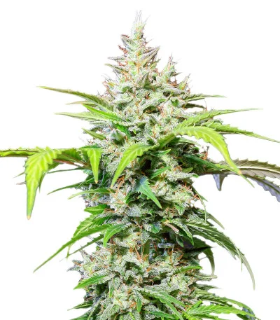 DC Cure 1:1 Auto fem