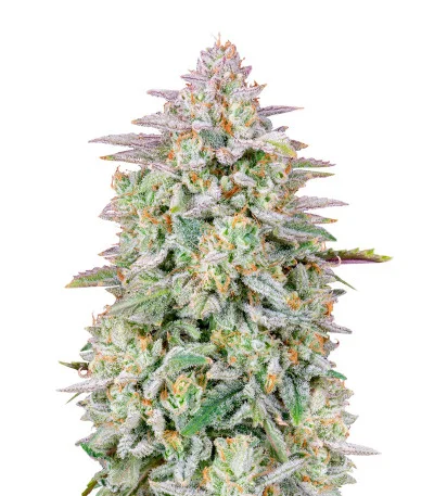 Forbidden Runtz Auto fem