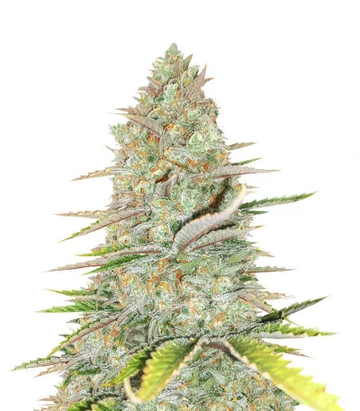 Monster Gelato Auto fem