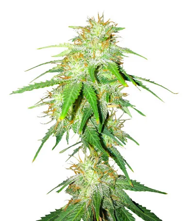 Gelato Glue Autoflower fem