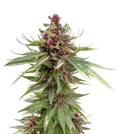 Girl Scout Cookies Auto fem