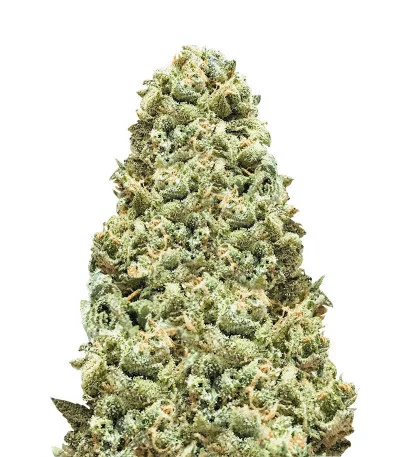 Monster Girl Scout Cookies fem