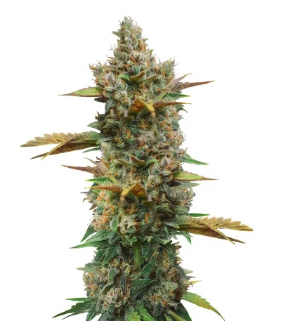 Godzilla Cookies Auto fem