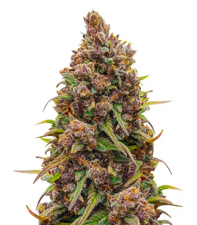 Gorilla Berry Auto fem