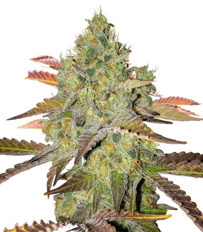 Grand Daddy Purple Fast Version fem