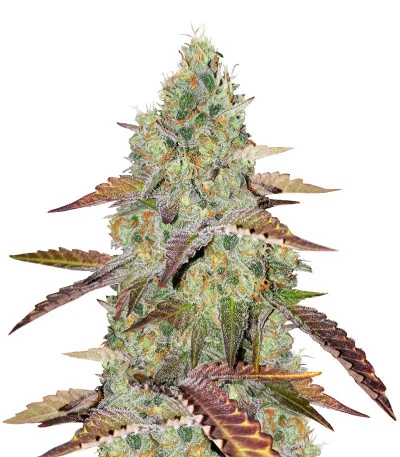 Grandaddy Purple fem