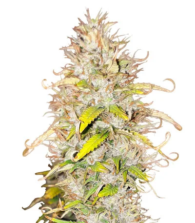 Green Gelato Automatic fem