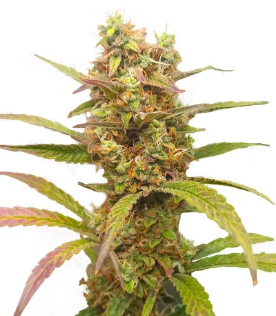 HulkBerry Automatic fem