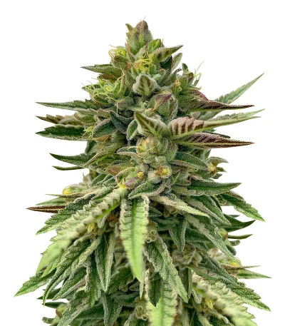 Humboldt Pound Cake fem