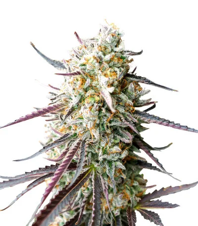 Ice Cream Cake Fast Flowering fem