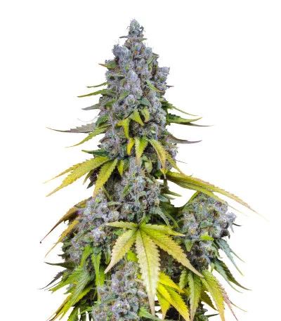 Jet Fuel Mandarine XL Auto fem