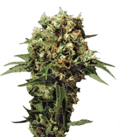 Kalashnikova Auto fem