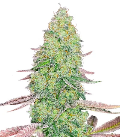 Kush Mints Fast Version fem