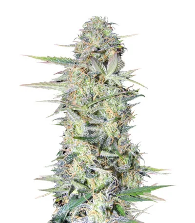 Lowryder #2 auto fem