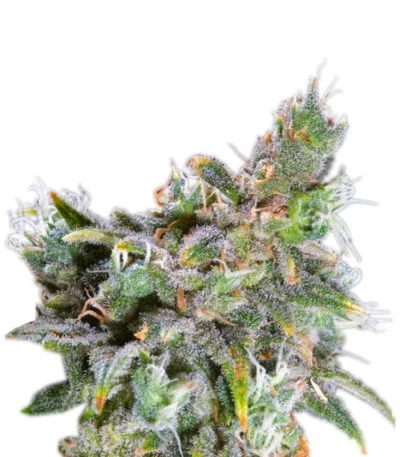 Magic Bud fem