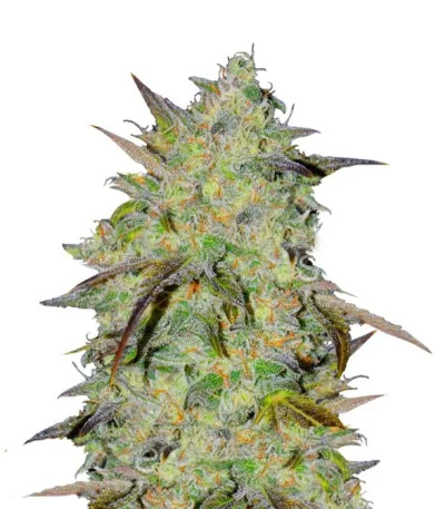 Marmalate Early Version fem