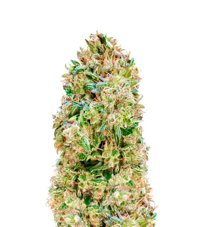 Mexican Airlines Auto fem