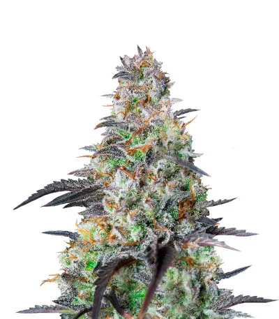 Mimosa Cake Auto fem