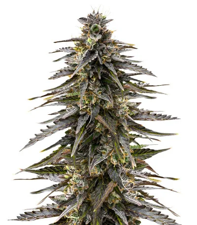 Moonshine Cookies fem