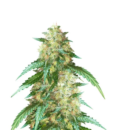 New York City Auto fem