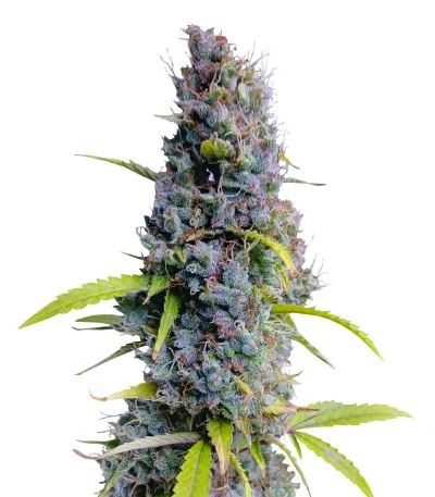 Northern Lights Auto fem