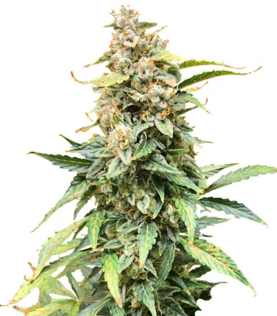 Northern Lights Auto fem