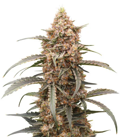 Orange Apricot Glue XL Auto fem