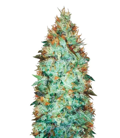 Original Limonade Skunk fem