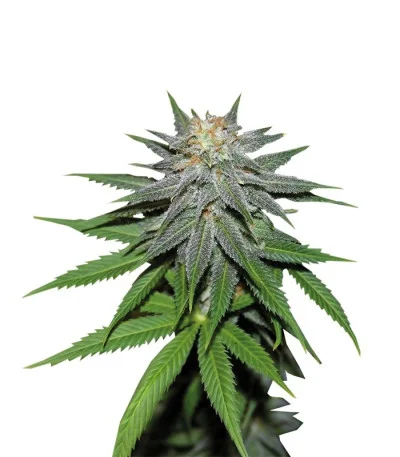 Pineapple Express Auto