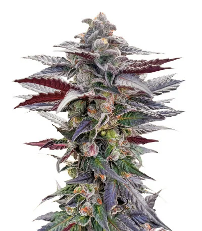 Pink Sunset by Sherbinskis fem