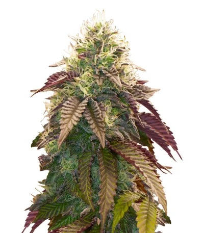 Polar Gelato Auto by Sherbinskis fem