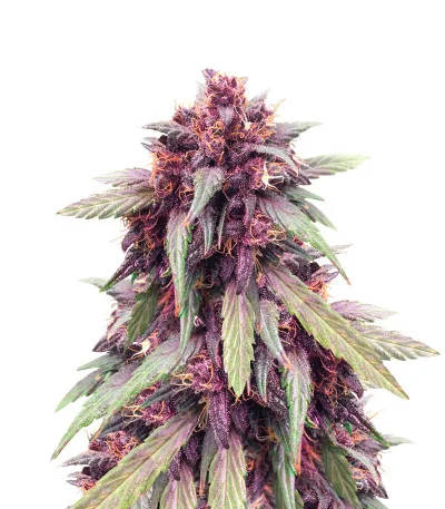 Purple Juice Auto fem