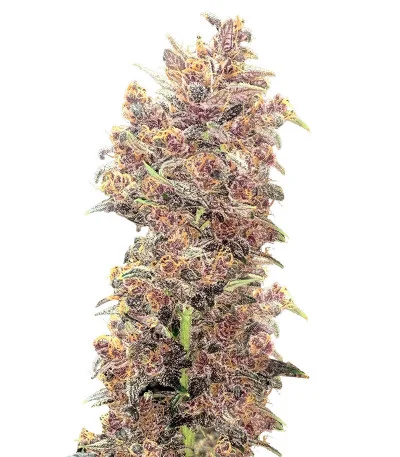 Purple Lemonade FF