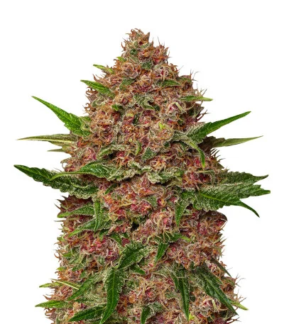 Purple Punch Cookies fem