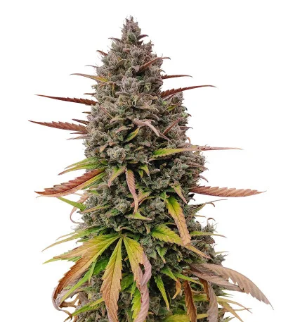 Purple Punch OG XL Auto