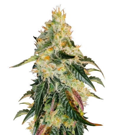 Purple Punch X Lemon Drizzle