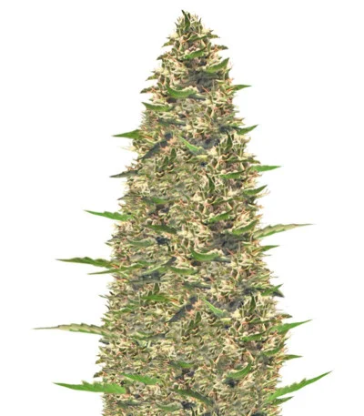 Rock Machine Auto fem