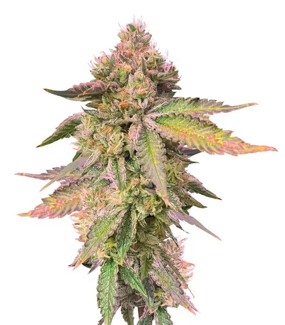 RS11 x Banana OG fem