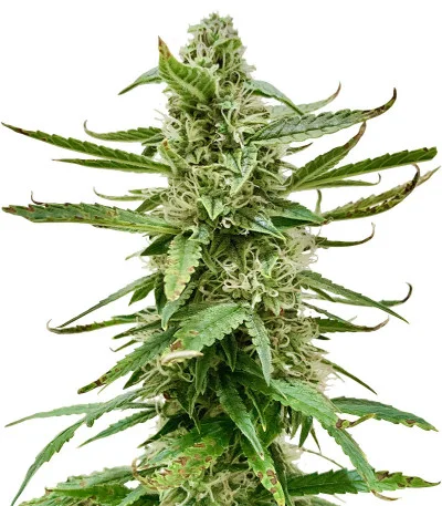 Runtz Auto fem