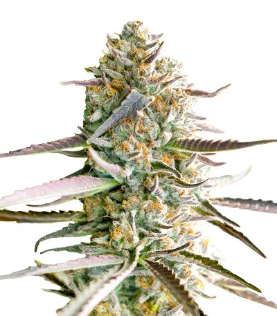 Runtz Fast Flowering fem