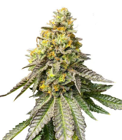 Scout Cookies Fast Version fem