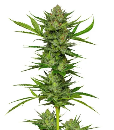 Slightly Stoopid Fruits fem