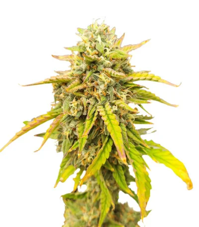 Speedy Skunk Auto fem