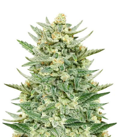 Strawberry Banana Auto fem