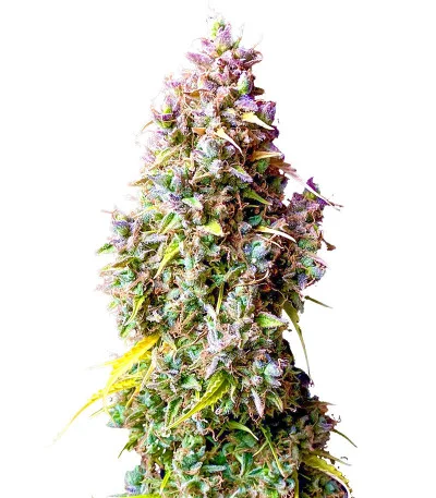 Strawberry Gorilla Auto